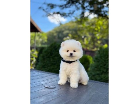 Pomeranian erkek bebek kys