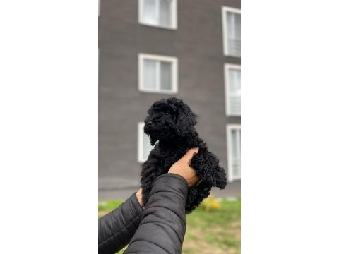 Safkan siyah poodle dişi bebek