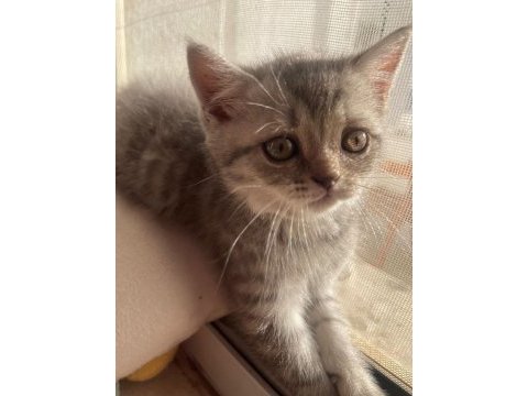 British shorthair yavrularımız