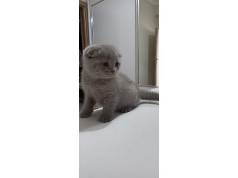 Oyuncu scottish fold yumurcak