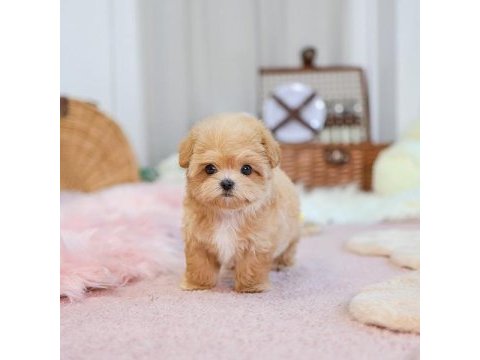 En özel kore gen maltipoo bebeklerimiz