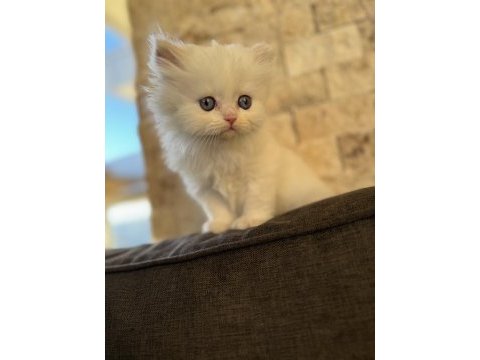 British longhair point