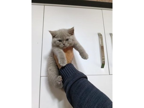 Brisith shorthair yavrular