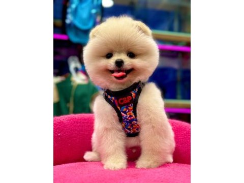 Show kalite pomeranian boo bebekler