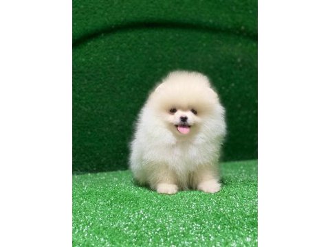 Ayı surat pomeranian yavrular