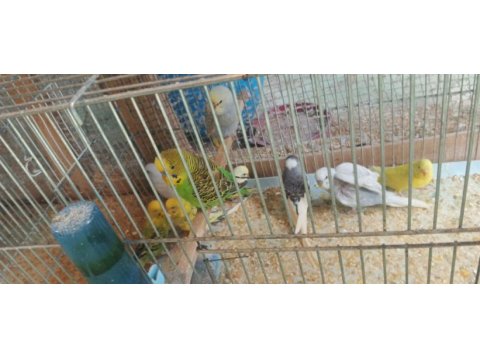 Alıştırmalık konuşturmalık muhabbet kuşu bebekler