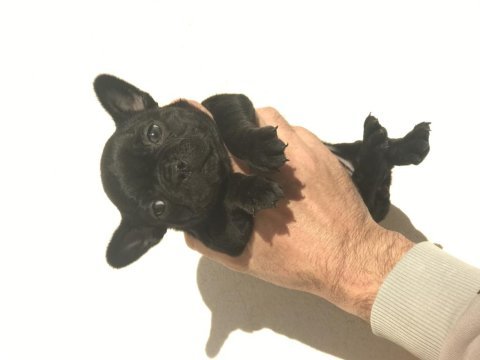 Black french bulldog anatomi harikası mikro bir dişi
