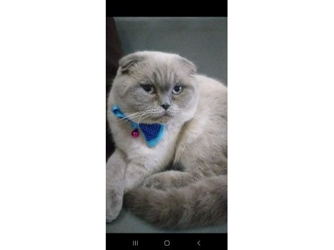 Safkan scottish fold son yavrumuz