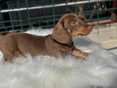 Petmode köpek çiftliğinden dachshund yavrumuz