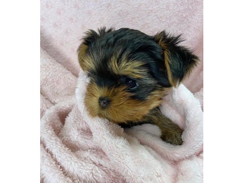 Teacup safkan yorkshire terrier yavruları
