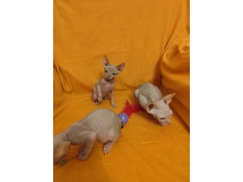 Sphynx home kampanya