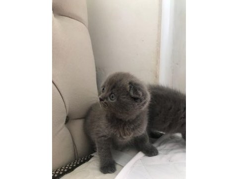 Black cat scottish fold