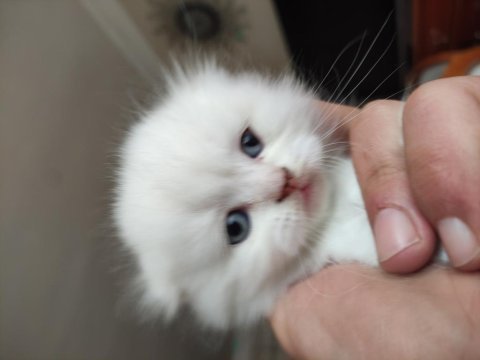 Red point blue eyes scottish fold