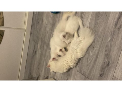 Safkan british longhair
