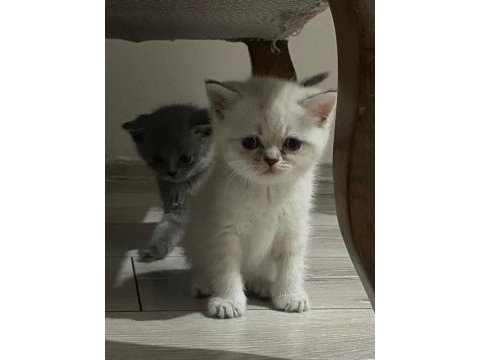 British shorthair bebekler