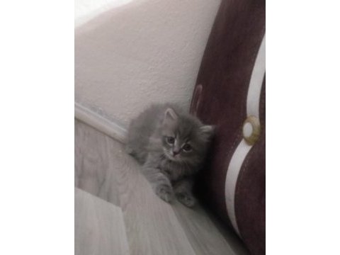 British longhair 60 günlük