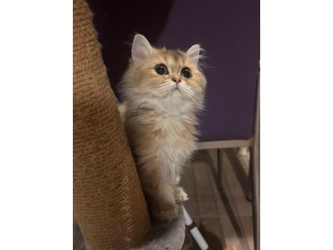 British longhair