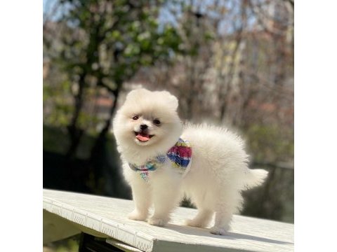 Pomeranian boo yavrular