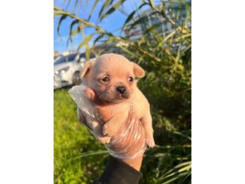 Chihuahua yavrumuz