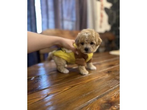 Maltipoo en özelinin ailesi olmak ister misiniz?