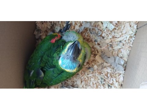 Bebek blue front mavi alın amazon papağanı