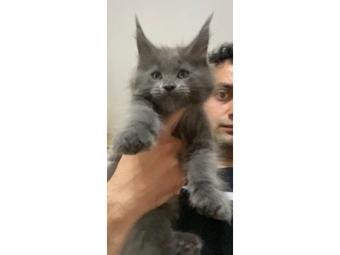 Xxl yurt dışı üst kalite erkek kediler