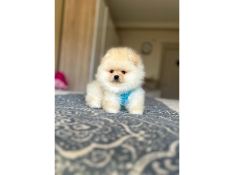 Bal gibi 2 ayıcık pomeranian