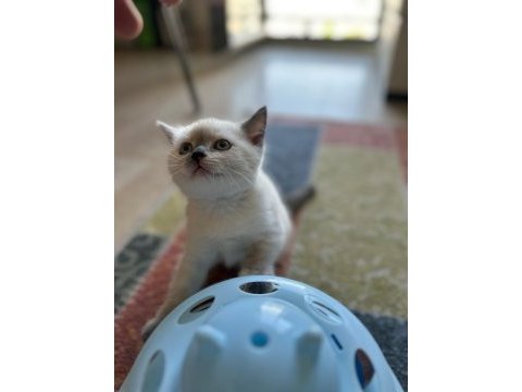 British shorthair ve siyam birleşimi kedimiz