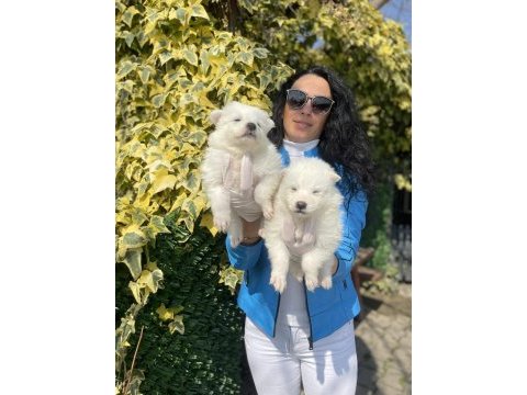 Samoyed yavrularım sağlık ve ırk garantilidir