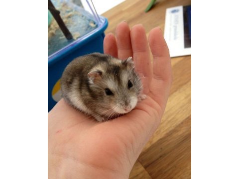 Hamster-gonzales yavrularımız heryere gönderim
