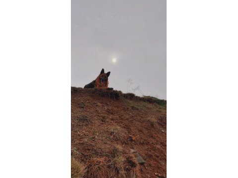 Safkan erkek alman çoban köpeğimiz