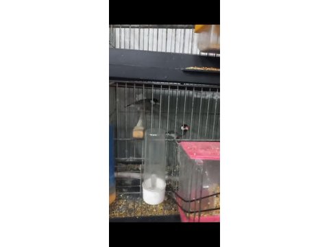 Jawa ispinou takım yumurta da