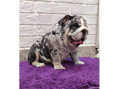 Sitenin en güzel ingiliz bulldog bebekleri