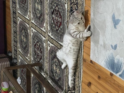 Ücretsiz 6 aylık kedimiz