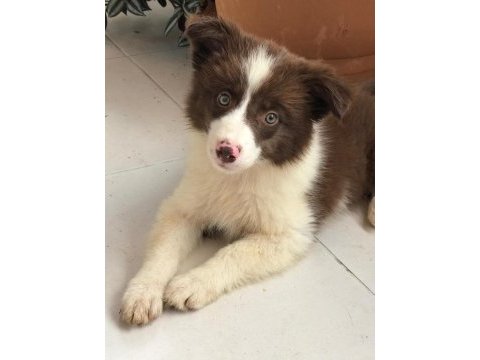 4 tane çok iyi kahve beyaz dişi 60 günlük border collie