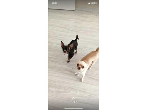 28 mart doğumlu chihuahua`lar