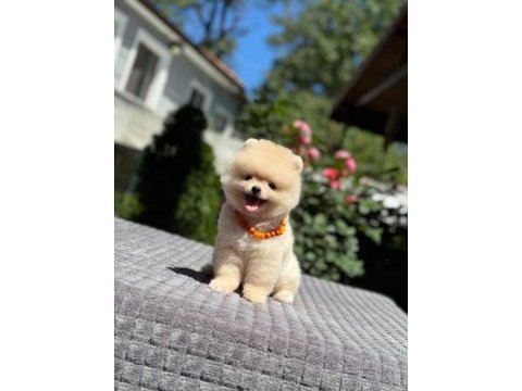 Pamuk şekeri pomeranian boo
