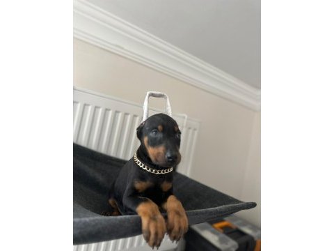 Estetikli veya estetiksiz doberman bebekleri