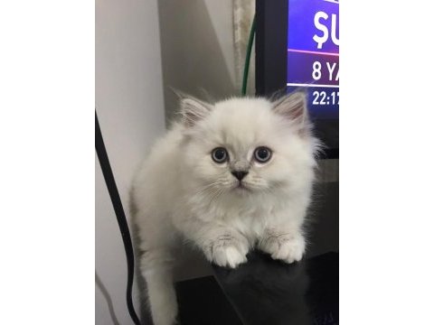 Show british longhair yeni yuvasını bekliyor