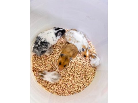 Suriye hamster
