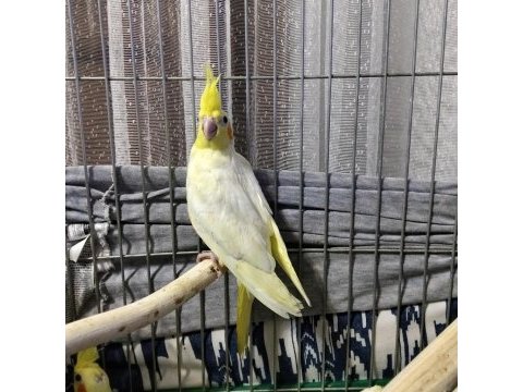 Yeni yeme düşmüş bebek kuşlar