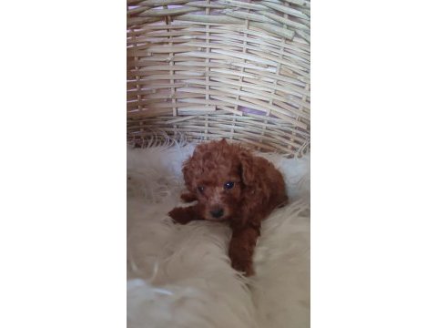 Toy poodle köpeği