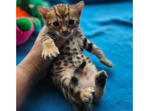 Bengal kittens wcf pedigre