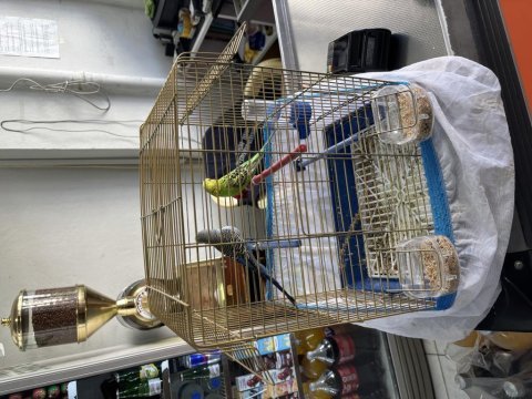 Dişi ve erkek muhabbet kuşu kafeside dahil