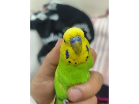Jumbo çift konuşan muhabbet kuşu