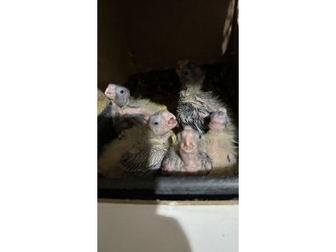 Rezerveye açık 20 güne yeme düşecek sultan papağanı yavrular