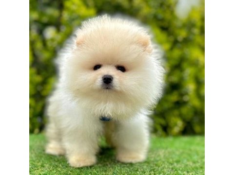 Safkan pomeranian boo bebekler