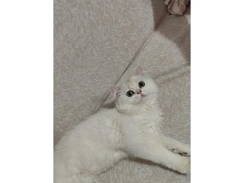 British longhair