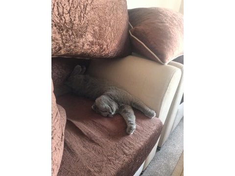 Scottish fold kedimiz