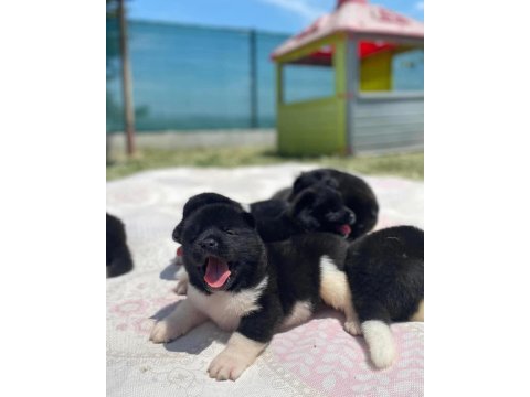 Muhteşem kalite amerikan akita panda yavrular